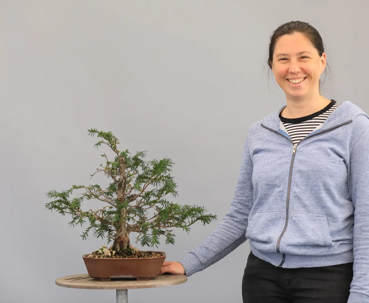 At the Bonsai Kreativ workshop with Josef Burschl: Workshop work on a conifer in a small format, with clearly visible branching.