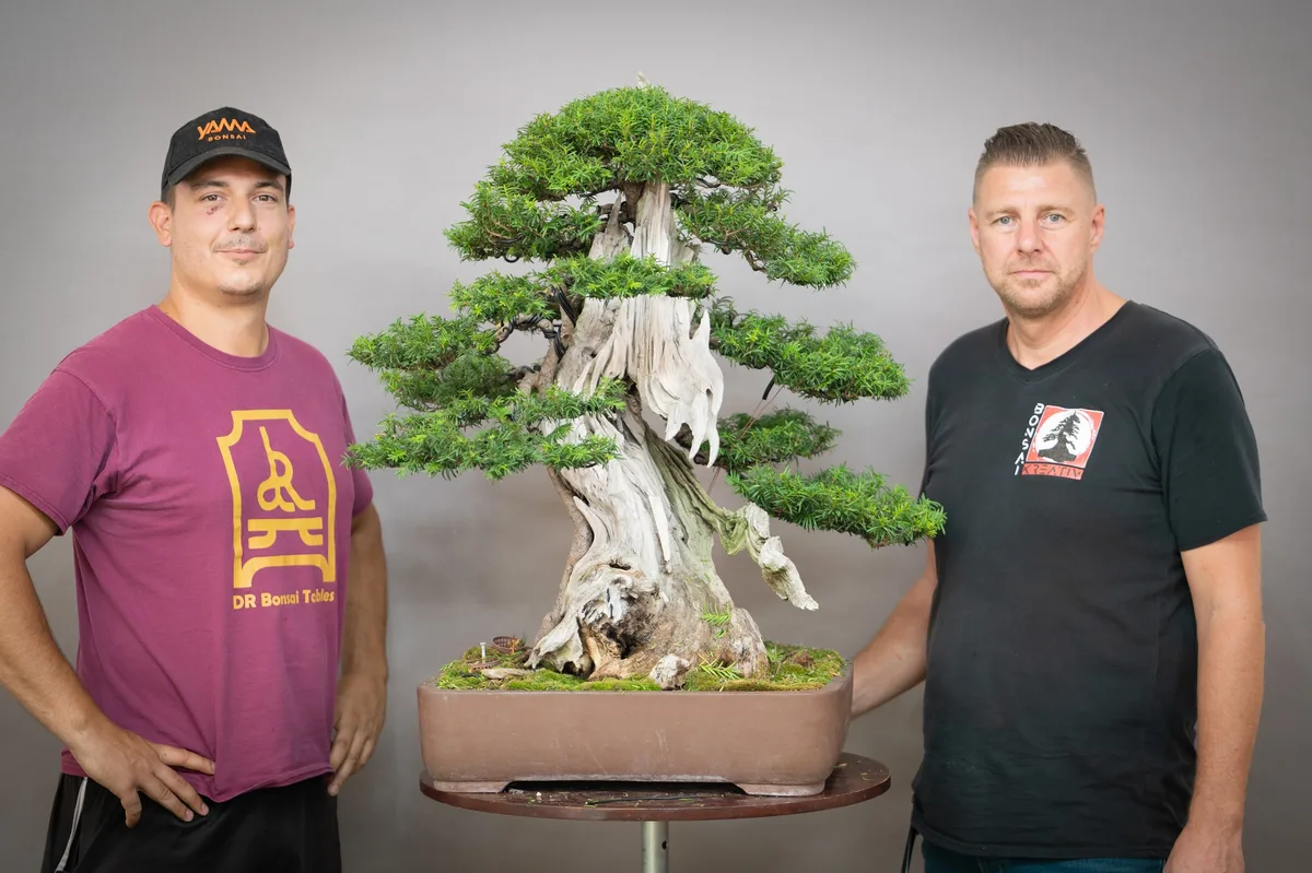 At the Bonsai Kreativ workshop with Yannick Kiggen: Workshop work on a yew with prominent deadwood and defined foliage pads.