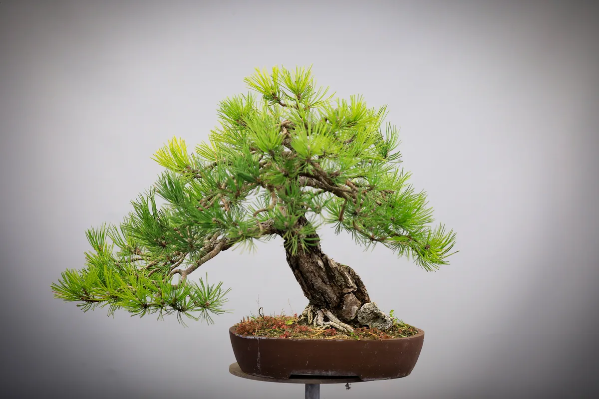 At the Bonsai Kreativ workshop with Josef Burschl: A pine with a curved trunk and defined foliage pads.