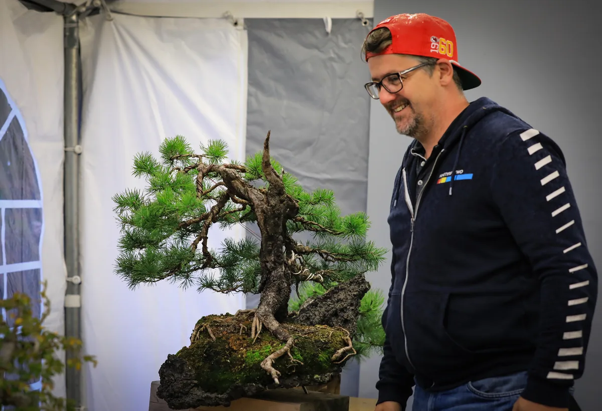 At the Bonsai Kreativ workshop with Josef Burschl: Workshop work on a pine on a rock composition, with a curved trunk.