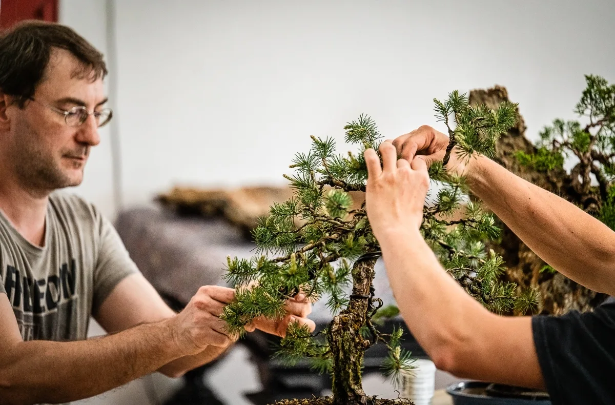 Beim Bonsai-Kreativ-Workshop mit Jan Culek: Gemeinsame Arbeit an einer Kiefer mit gedrahteten Ästen und sichtbarer Benadelung.