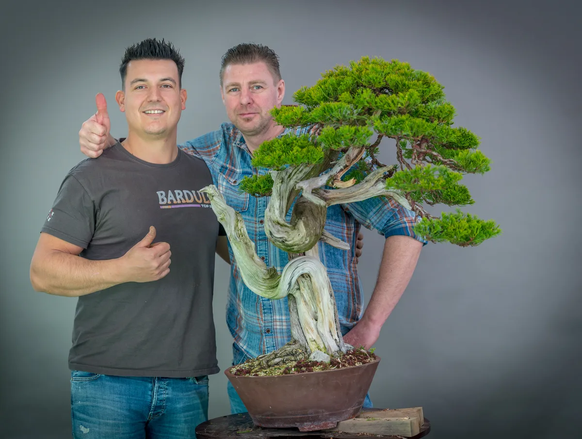 Beim Bonsai-Kreativ-Workshop mit Yannick Kiggen: Bearbeitung eines Wacholders mit markantem Totholz und gegliederten Astpolstern.