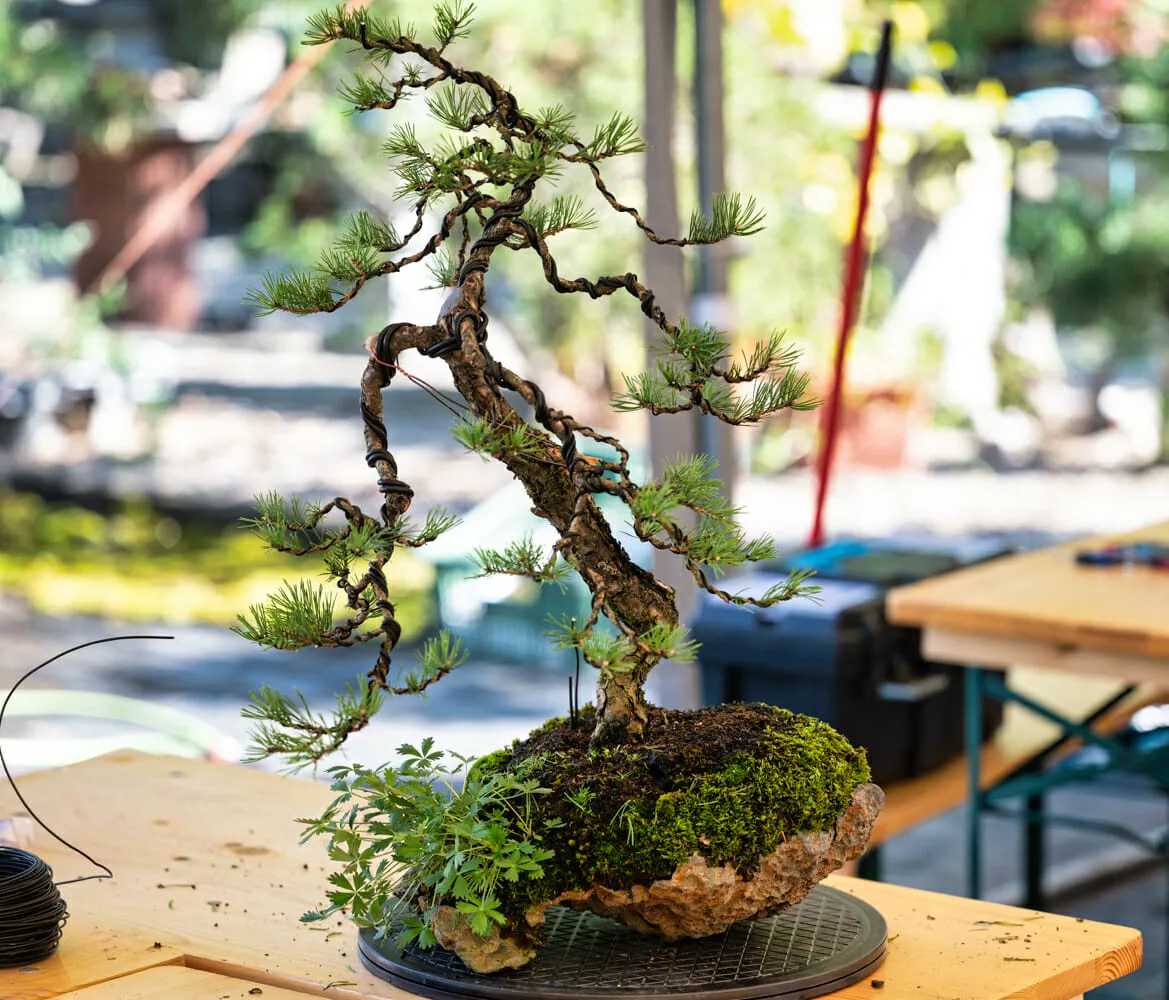 Beim Bonsai-Kreativ-Workshop mit Jan Culek: Eine Kiefer auf einer Felsgestaltung, mit gedrahteten Ästen.