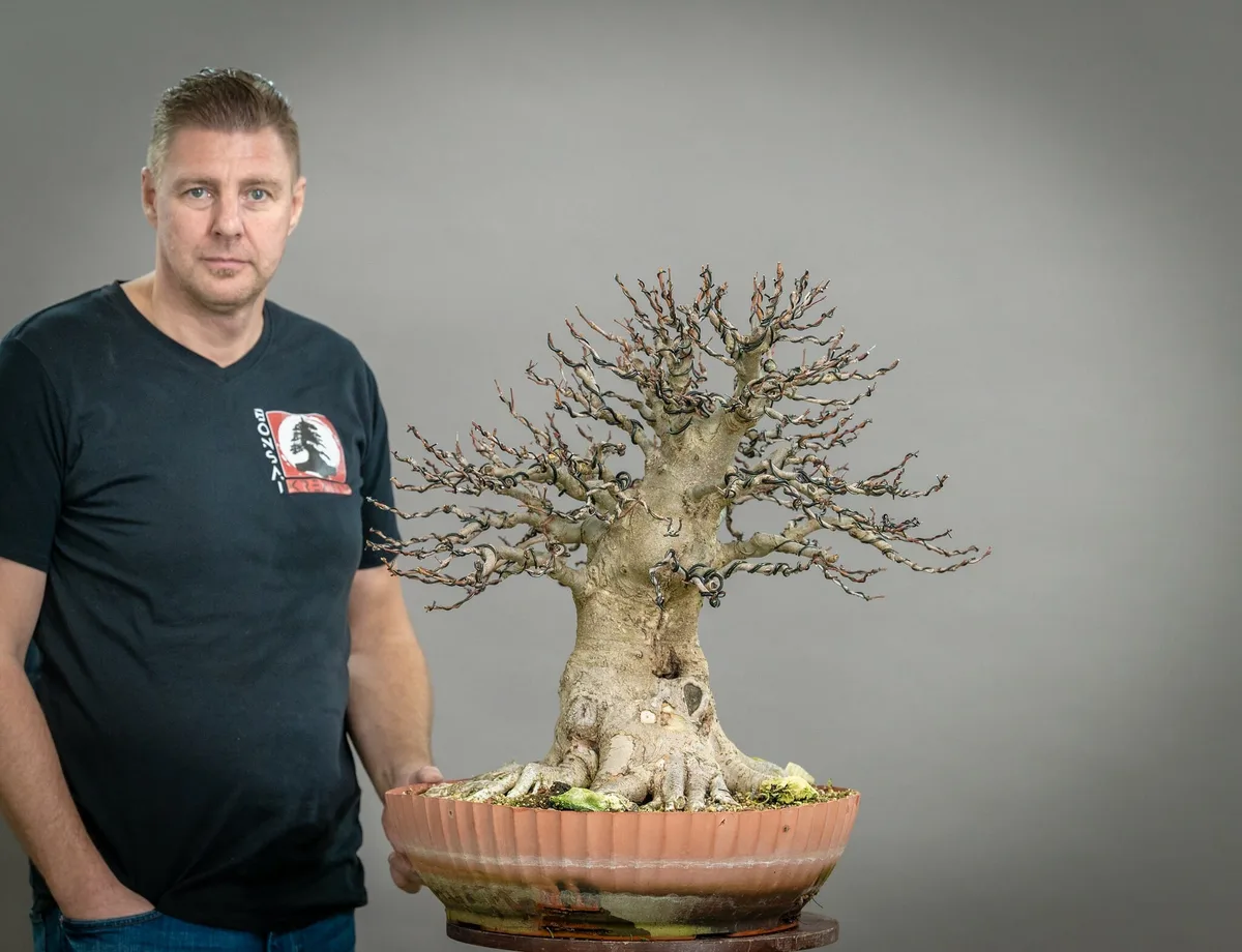 Beim Bonsai-Kreativ-Workshop mit Yannick Kiggen: Bearbeitung eines Laubbaums ohne Laub, mit kräftigem Stamm.