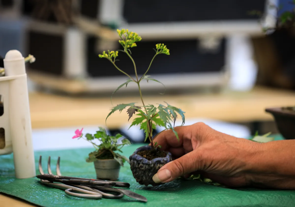 Beim Bonsai-Kreativ-Workshop mit Josef Burschl: Arbeit an einer Beistellpflanzung im kleinen Format, mit belaubter Krone.