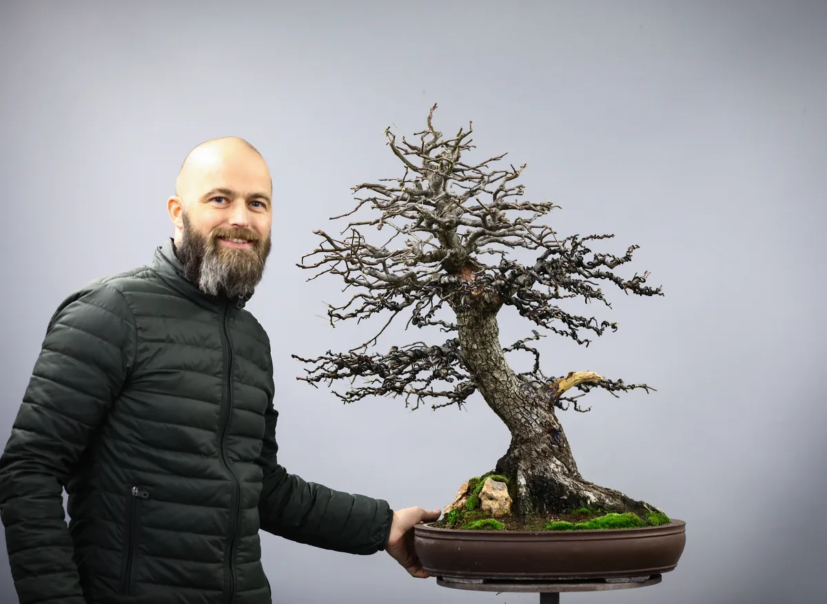 At the Bonsai Kreativ workshop with Josef Burschl: Workshop work on a broadleaf bonsai without leaves, with clearly visible branching.