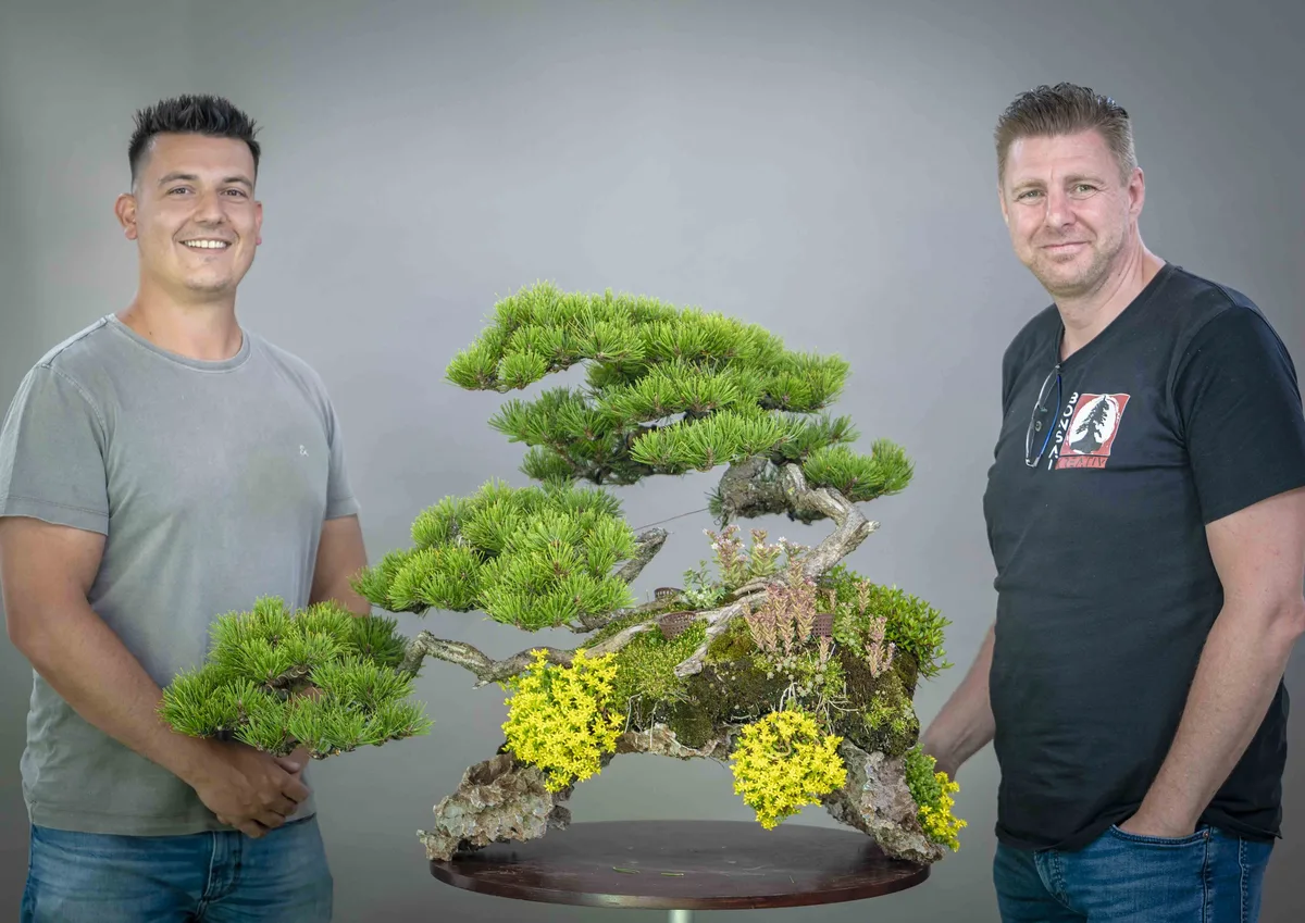 Beim Bonsai-Kreativ-Workshop mit Yannick Kiggen: Bearbeitung einer Kiefer auf einer Felsgestaltung, mit gegliederten Astpolstern.