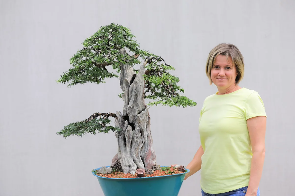Beim Bonsai-Kreativ-Workshop mit Josef Burschl: Bearbeitung einer Eibe mit markantem Totholz und gegliederten Astpolstern.