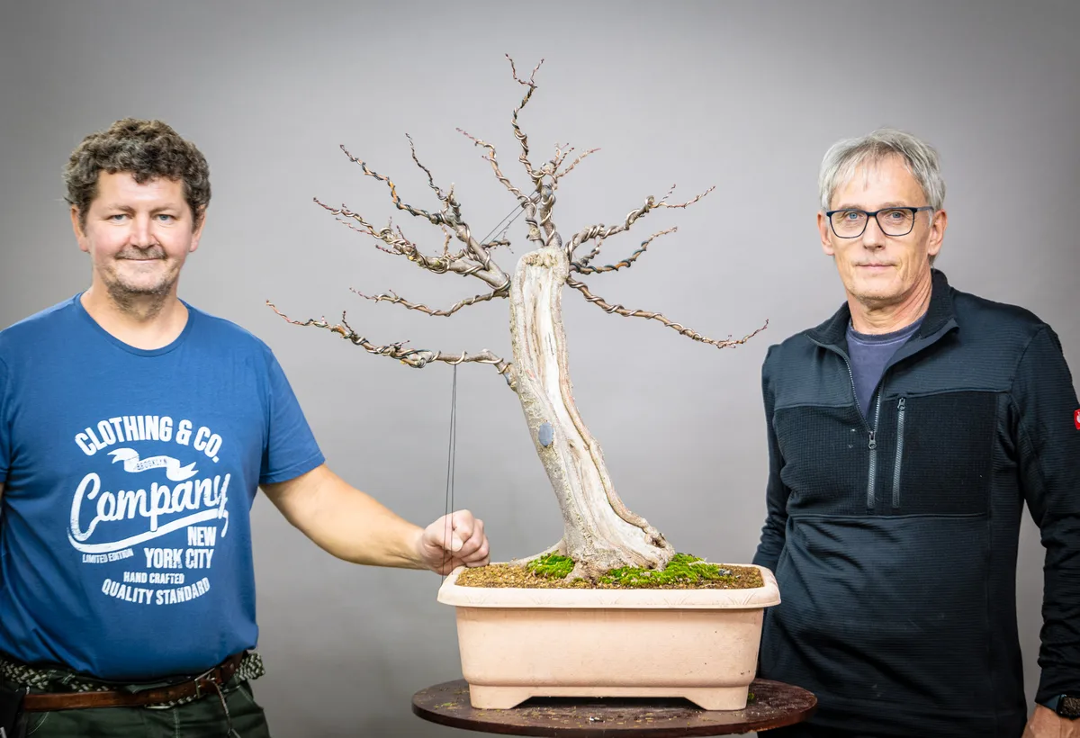 At the Bonsai Kreativ workshop with Václav Stropek: Workshop work on a broadleaf bonsai without leaves, with prominent deadwood.