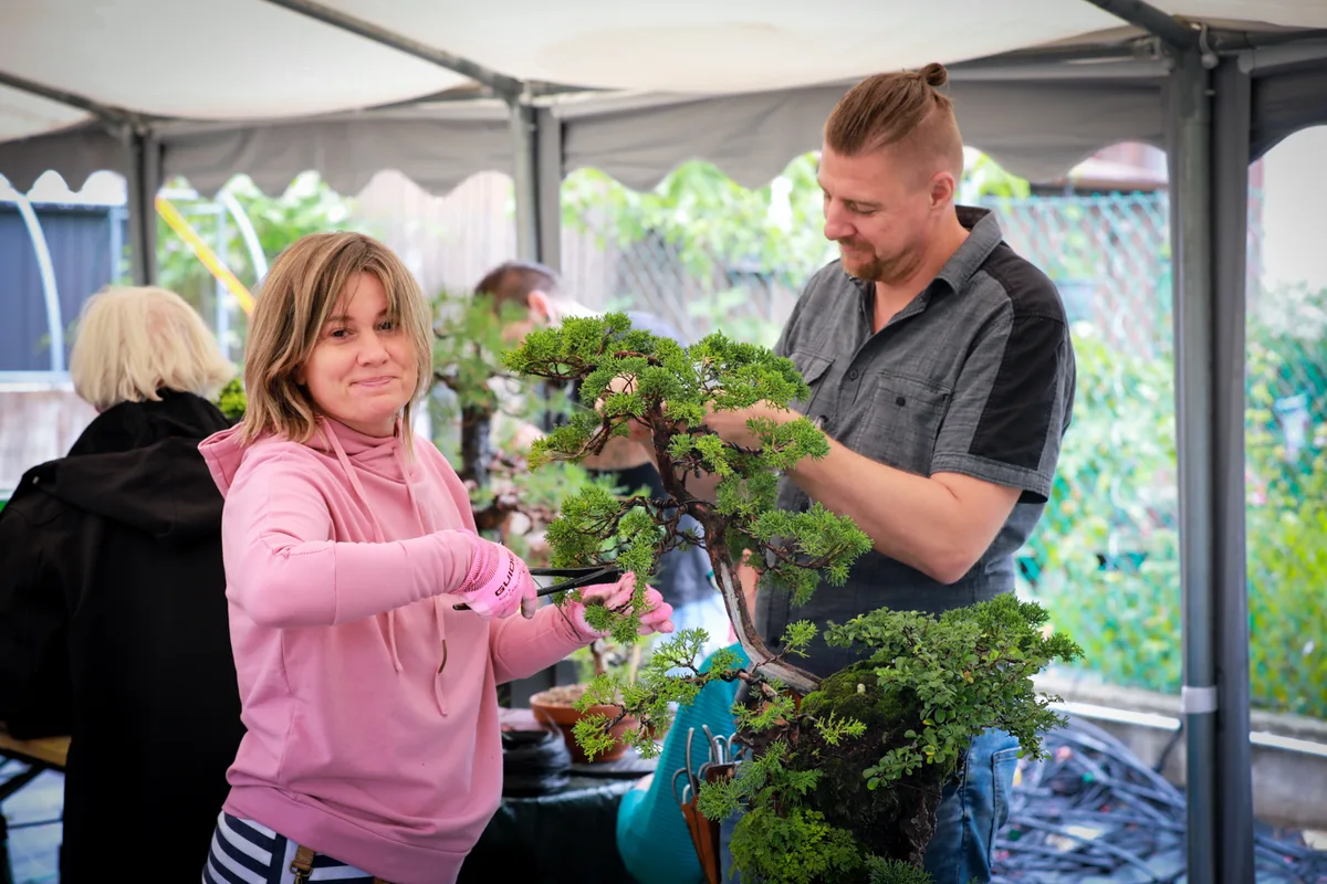 Beim Bonsai-Kreativ-Workshop mit Josef Burschl: Gemeinsame Arbeit an einem Nadelbaum auf einer Felsgestaltung, mit gegliederten Astpolstern.