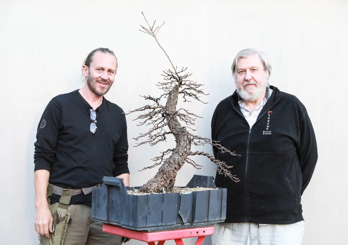 Beim Bonsai-Kreativ-Workshop mit Josef Burschl: Bearbeitung einer Lärche ohne Laub, mit langen Trieben.