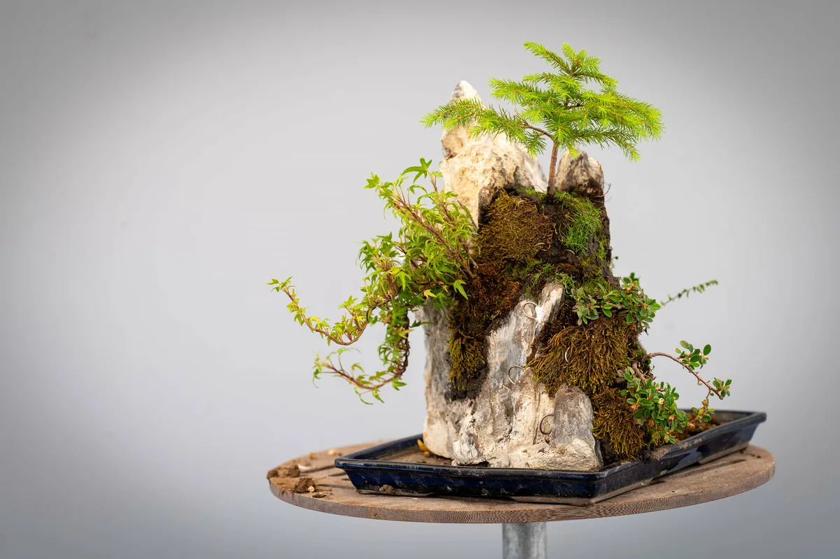 Beim Bonsai-Kreativ-Workshop mit Jan Culek: Die Workshop-Runde auf einer Felsgestaltung und auf einem Moospolster.
