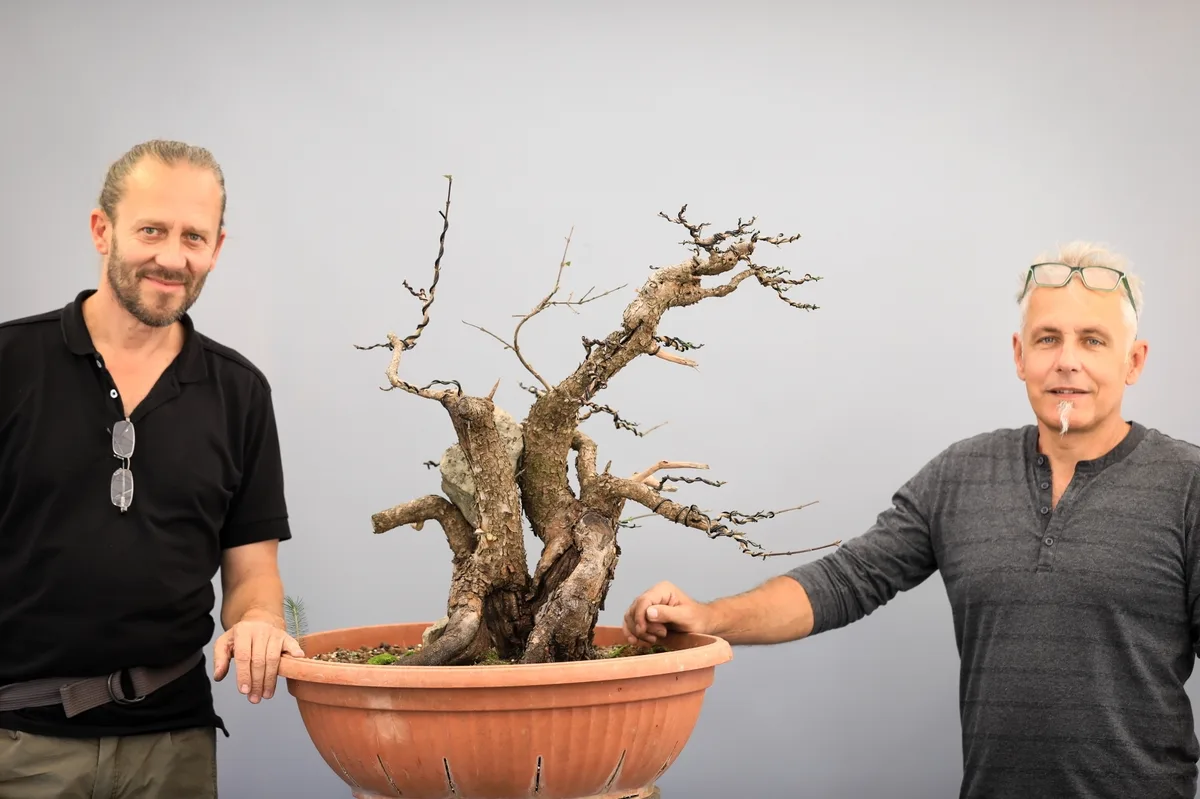 At the Bonsai Kreativ workshop with Josef Burschl: Workshop work on a broadleaf bonsai with multiple trunks, without leaves.