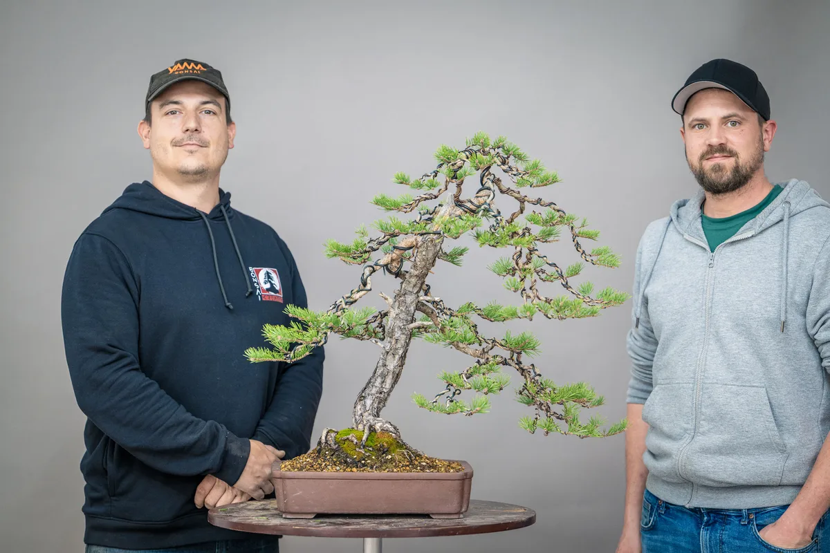 At the Bonsai Kreativ workshop with Yannick Kiggen: Workshop work on a conifer with defined foliage pads.