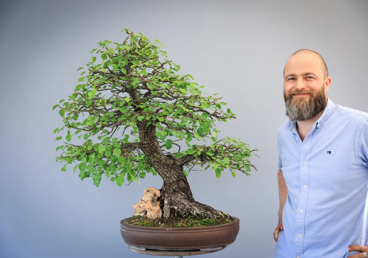 Beim Bonsai-Kreativ-Workshop mit Josef Burschl: Bearbeitung eines Laubbaums mit kräftigem Stamm und belaubter Krone.