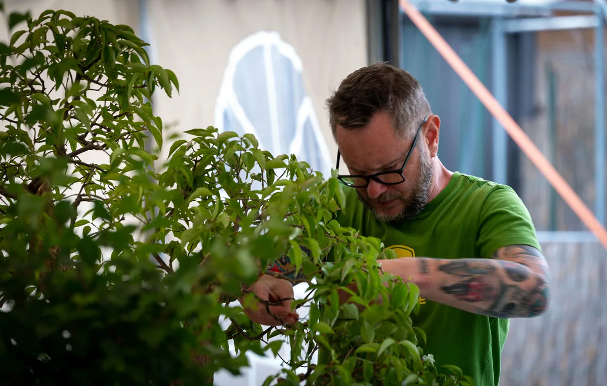 Beim Bonsai-Kreativ-Workshop mit Jan Culek: Schnittarbeit an einem Laubbaum mit belaubter Krone und dichter Krone.