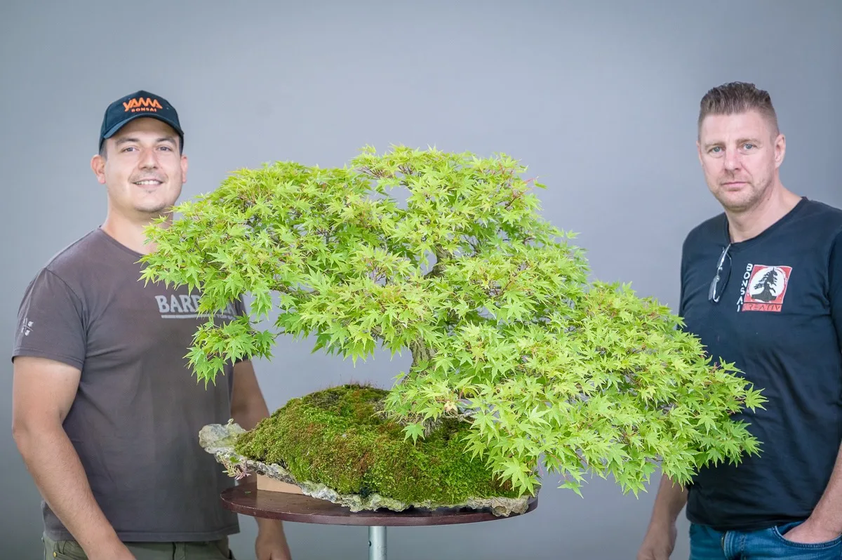 At the Bonsai Kreativ workshop with Yannick Kiggen: Workshop work on a maple in a forest planting, with a leafy crown.
