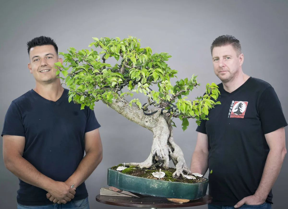 At the Bonsai Kreativ workshop with Yannick Kiggen: Workshop work on a broadleaf bonsai with a pronounced root base and a leafy crown.