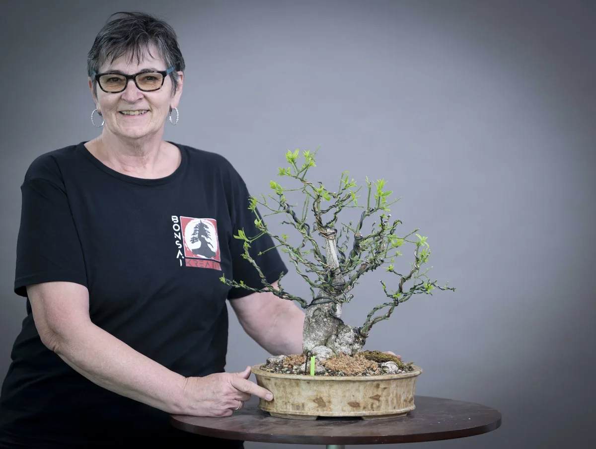 At the Bonsai Kreativ workshop with Yannick Kiggen: Workshop work on a broadleaf bonsai with multiple trunks and fresh growth.