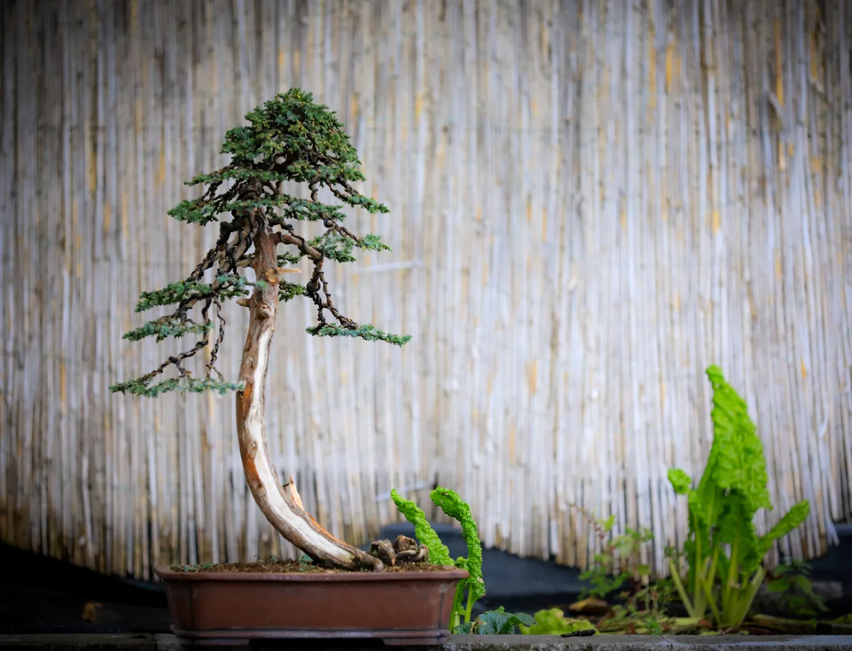At the Bonsai Kreativ workshop with Josef Burschl: A conifer in an upright form, with a slender silhouette.