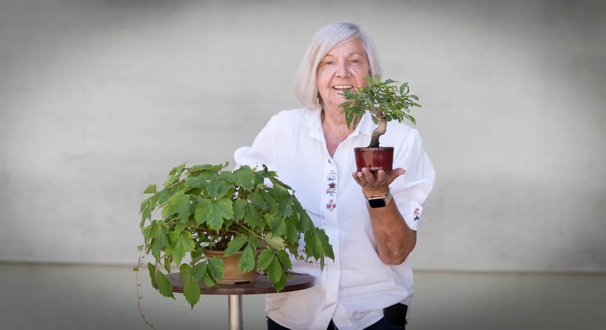 Mehrere Bonsai im kleinen Format werden beim Bonsai-Kreativ-Workshop bearbeitet.