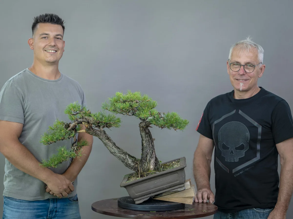 At the Bonsai Kreativ workshop with Yannick Kiggen: Workshop work on a pine with a curved trunk and defined foliage pads.