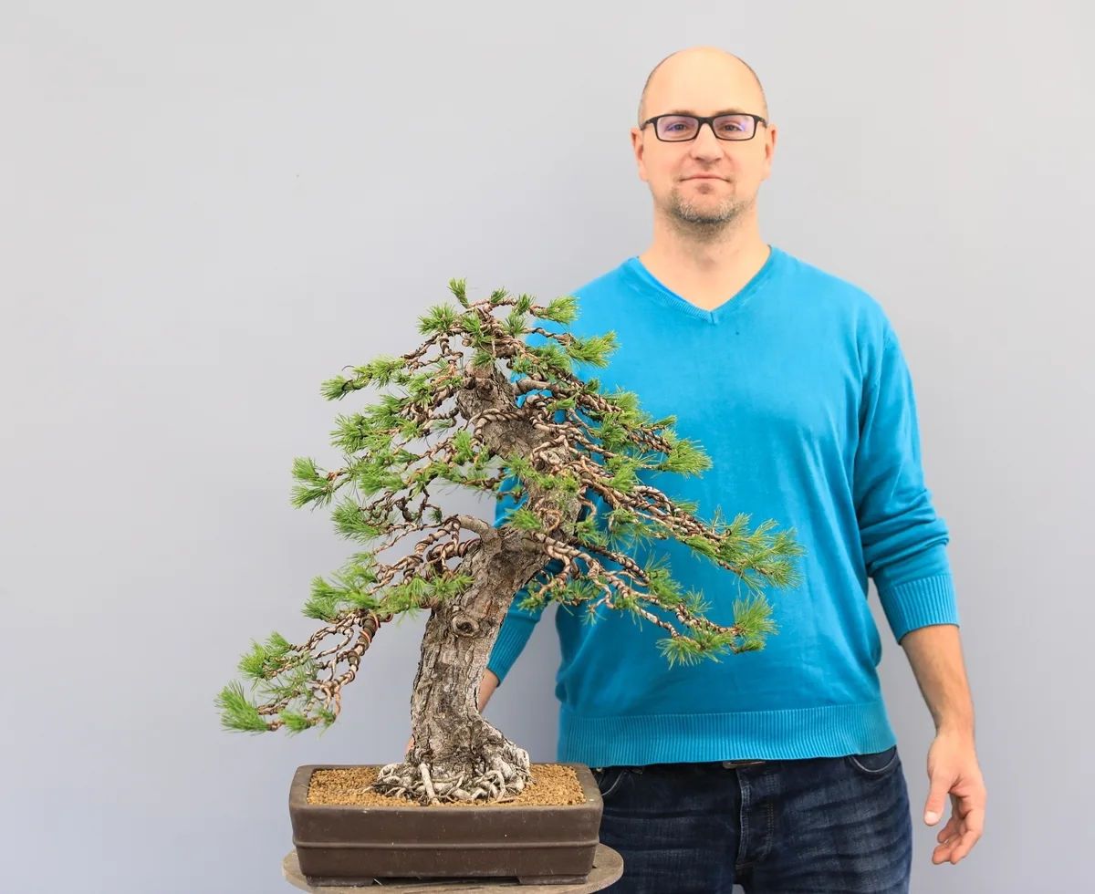 At the Bonsai Kreativ workshop with Josef Burschl: Workshop work on a larch with a curved trunk and wired branches.