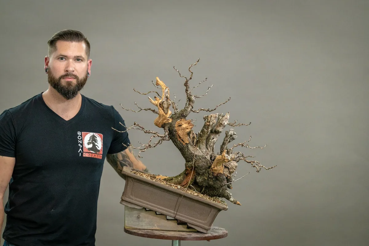 Beim Bonsai-Kreativ-Workshop mit Yannick Kiggen: Bearbeitung eines Laubbaums ohne Laub, mit markantem Totholz.