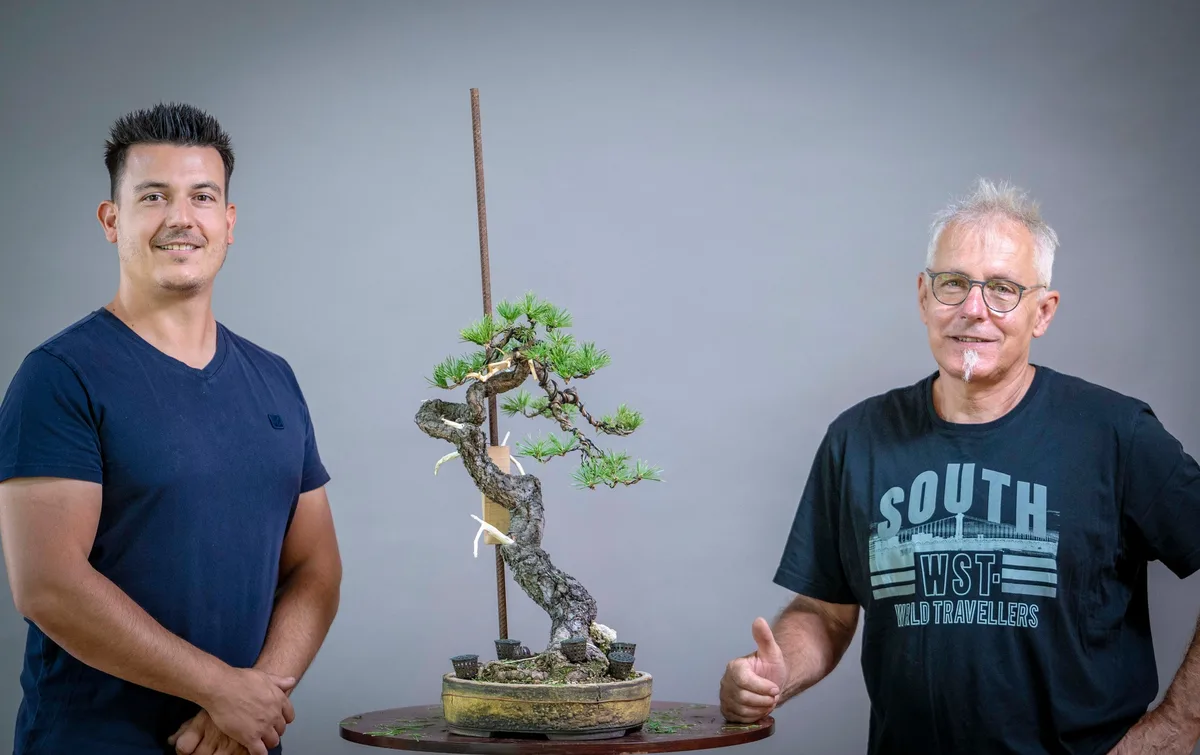 Beim Bonsai-Kreativ-Workshop mit Yannick Kiggen: Bearbeitung einer Kiefer mit schlanker Silhouette und markantem Totholz.