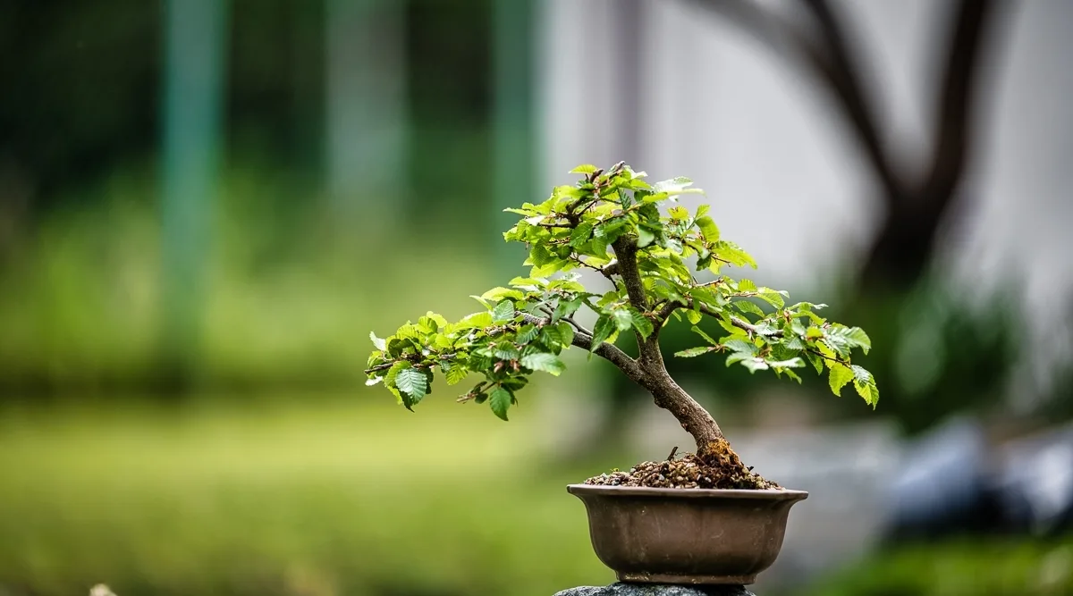 Beim Bonsai-Kreativ-Workshop mit Jan Culek: Ein Laubbaum im kleinen Format, mit belaubter Krone.