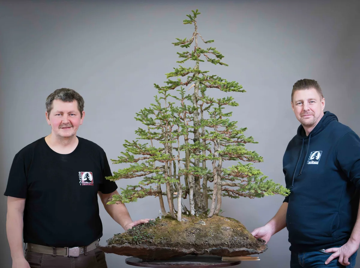 At the Bonsai Kreativ workshop with Václav Stropek: Workshop work on a spruce.