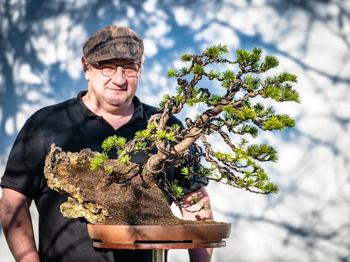 Beim Bonsai-Kreativ-Workshop mit Jan Culek: Bearbeitung einer Kiefer auf einer Felsgestaltung, mit gedrahteten Ästen.