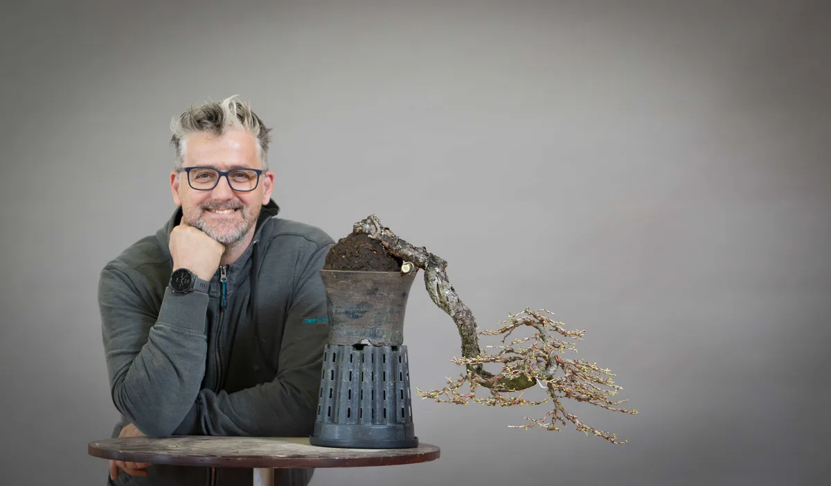 Beim Bonsai-Kreativ-Workshop mit Václav Stropek: Bearbeitung einer Lärche ohne Nadeln, in Kaskadenform.