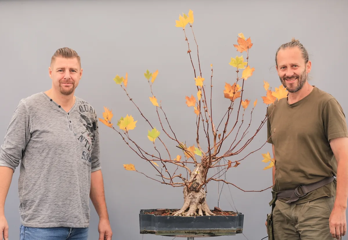 At the Bonsai Kreativ workshop with Josef Burschl: Workshop work on a maple with autumn colour and long shoots.