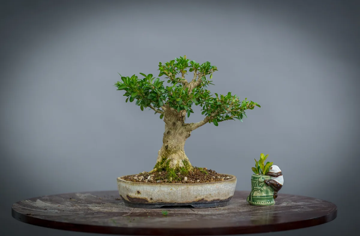 Beim Bonsai-Kreativ-Workshop mit Yannick Kiggen: Ein Laubbaum im kleinen Format, mit belaubter Krone.