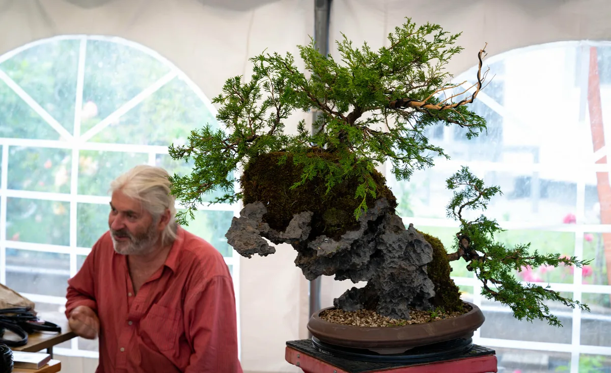 Beim Bonsai-Kreativ-Workshop mit Jan Culek: Bearbeitung eines Wacholders auf einer Felsgestaltung, mit weit ausladender Krone.