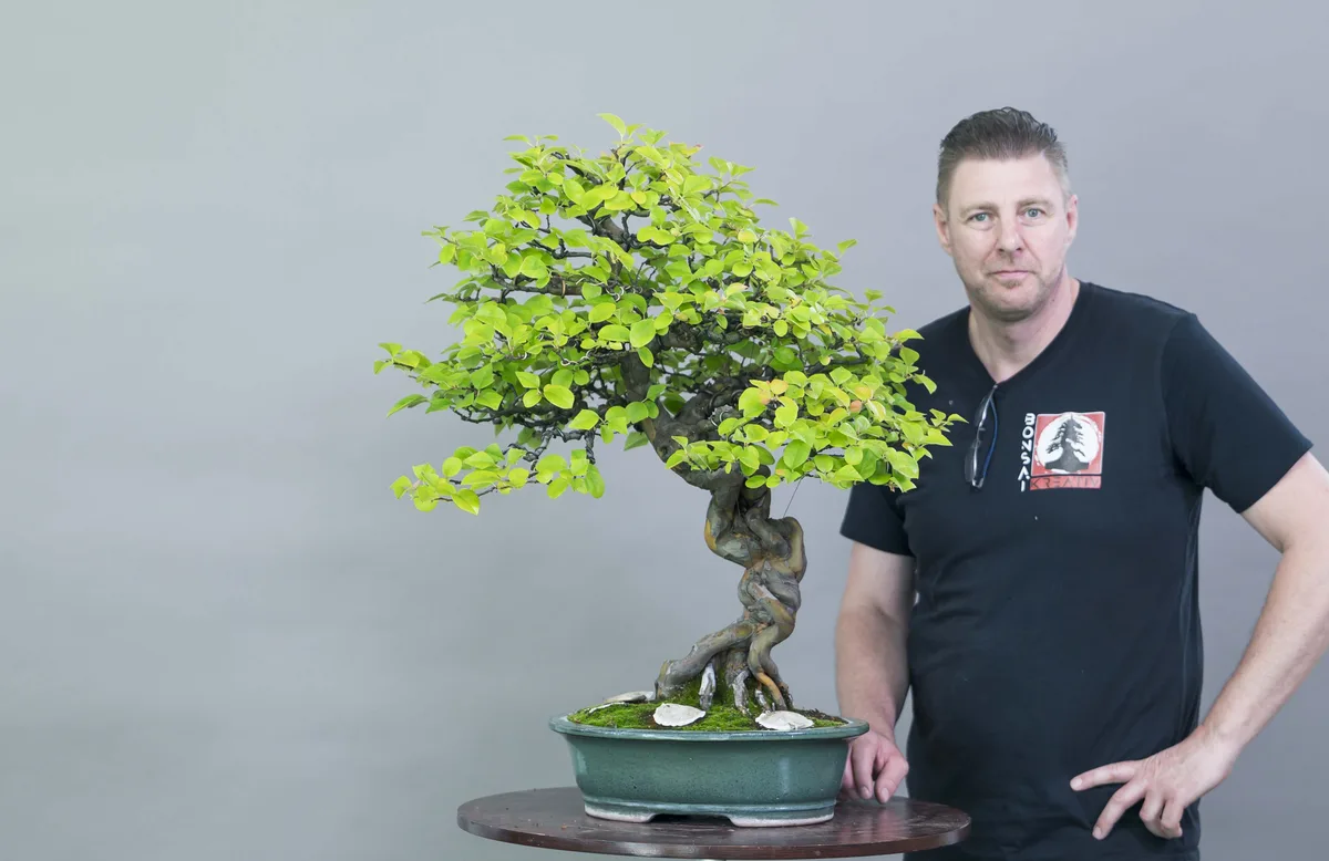 Beim Bonsai-Kreativ-Workshop mit Yannick Kiggen: Bearbeitung eines Laubbaums mit geschwungenem Stamm und dichter Krone.