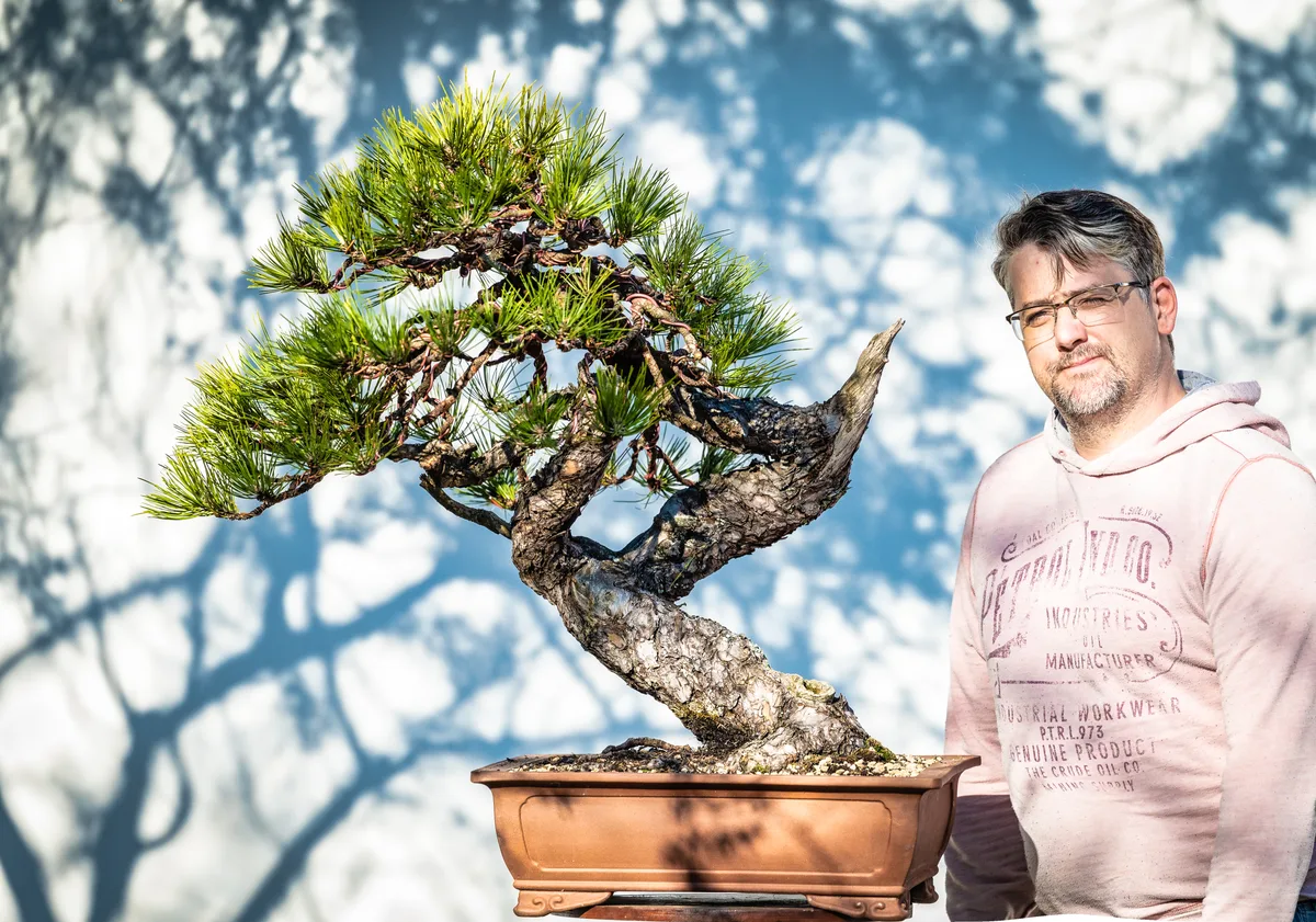 Beim Bonsai-Kreativ-Workshop mit Jan Culek: Bearbeitung einer Kiefer mit geschwungenem Stamm und kräftigem Stamm.