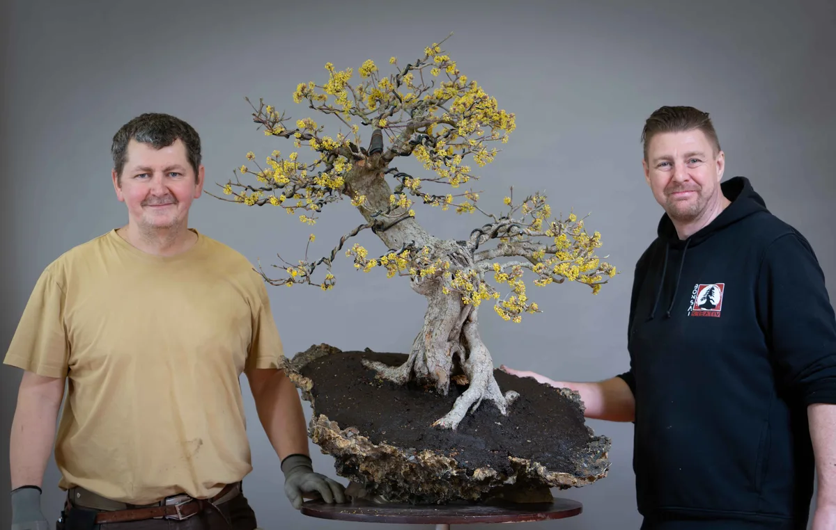 Beim Bonsai-Kreativ-Workshop mit Václav Stropek: Bearbeitung einer Kornelkirsche (Cornus mas) in Blüte, auf einer Felsgestaltung.