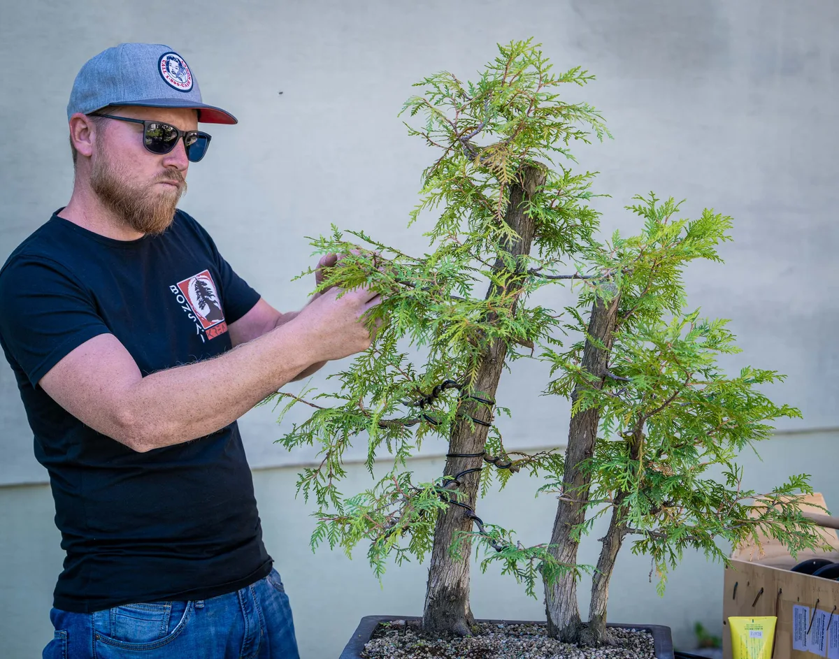 A workshop participant works with both hands among the branches of a multi-trunk conifer composition.