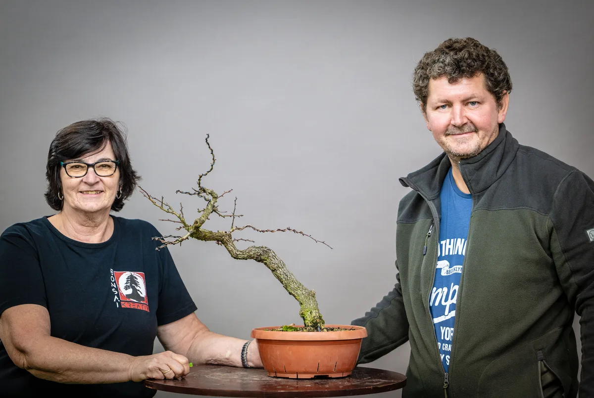 Beim Bonsai-Kreativ-Workshop mit Václav Stropek: Bearbeitung eines Laubbaums ohne Laub, mit geschwungenem Stamm.