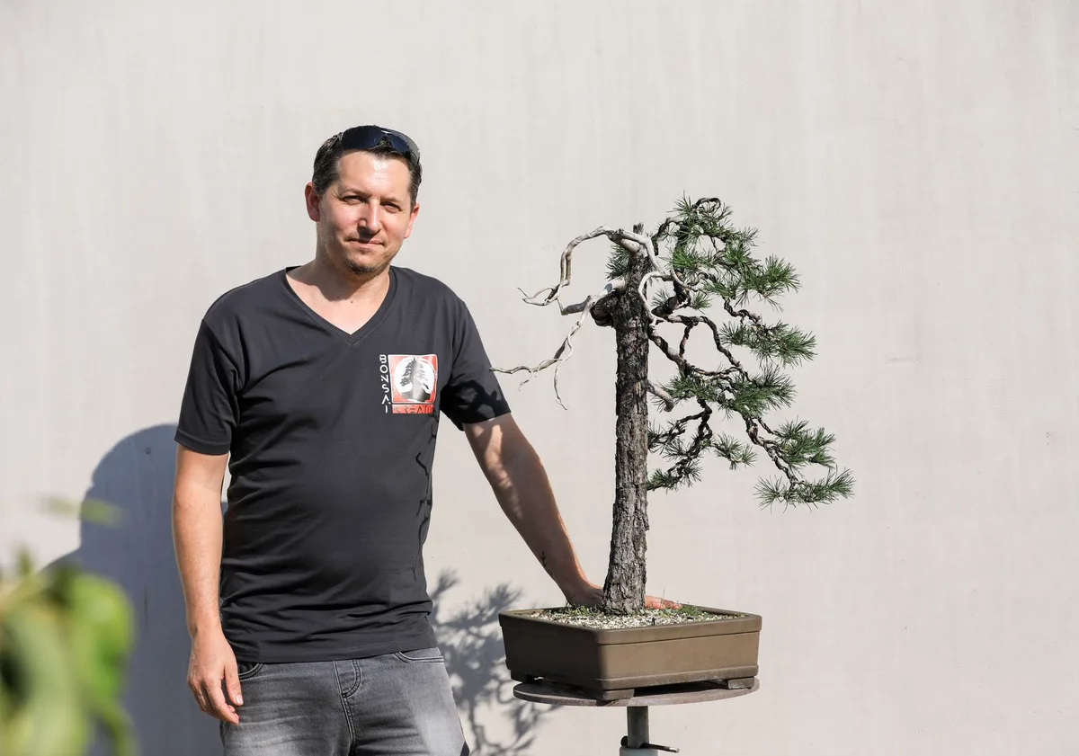 At the Bonsai Kreativ workshop with Josef Burschl: Workshop work on a pine in an upright form, with prominent deadwood.