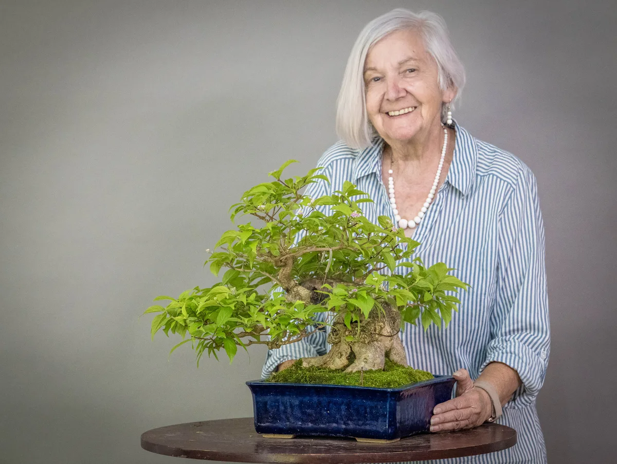 At the Bonsai Kreativ workshop with Václav Stropek: Workshop work on a broadleaf bonsai with a dense crown and a substantial trunk.