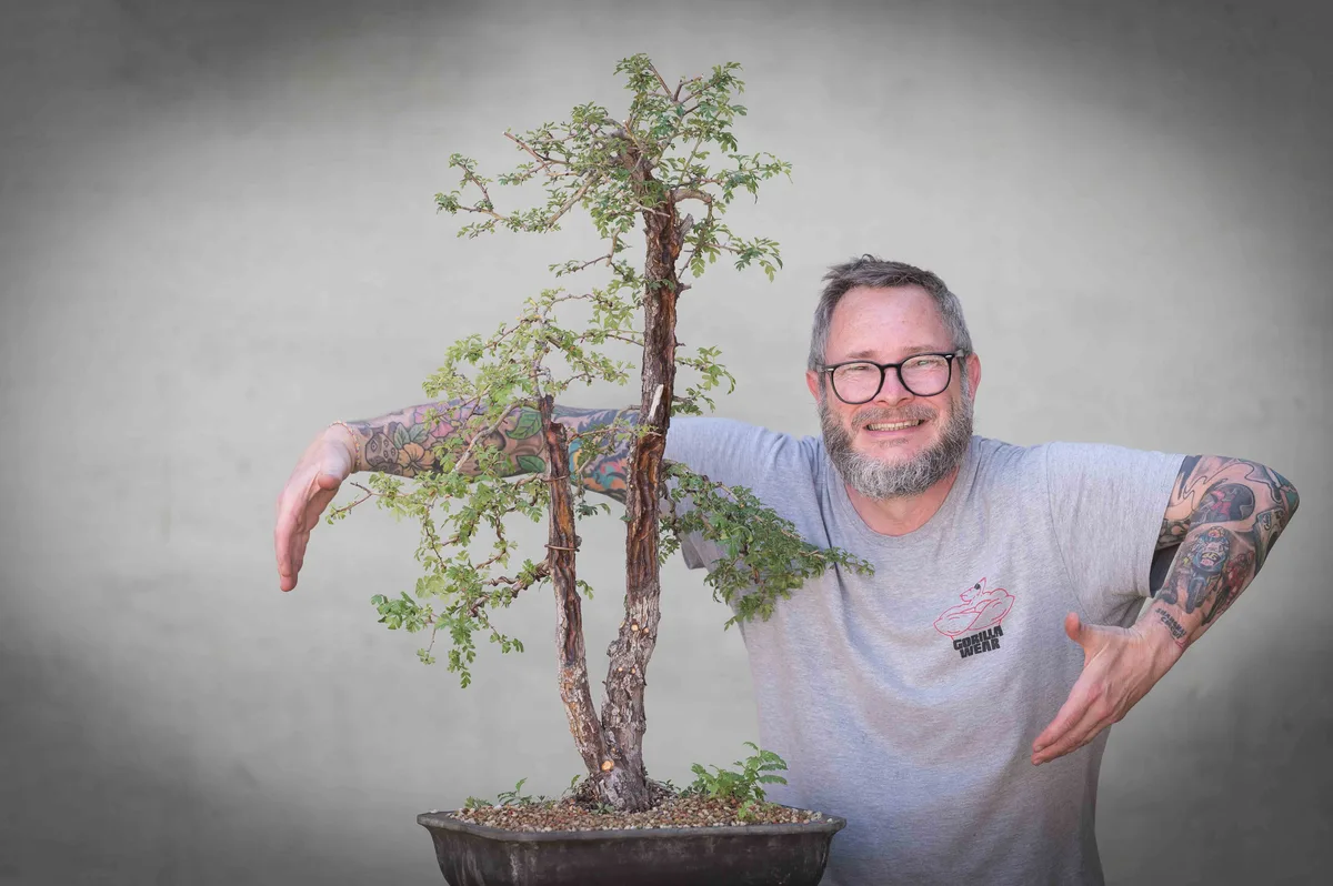 Beim Bonsai-Kreativ-Workshop mit Nik Rozman: Bearbeitung eines Laubbaums mit mehreren Stämmen und belaubter Krone.