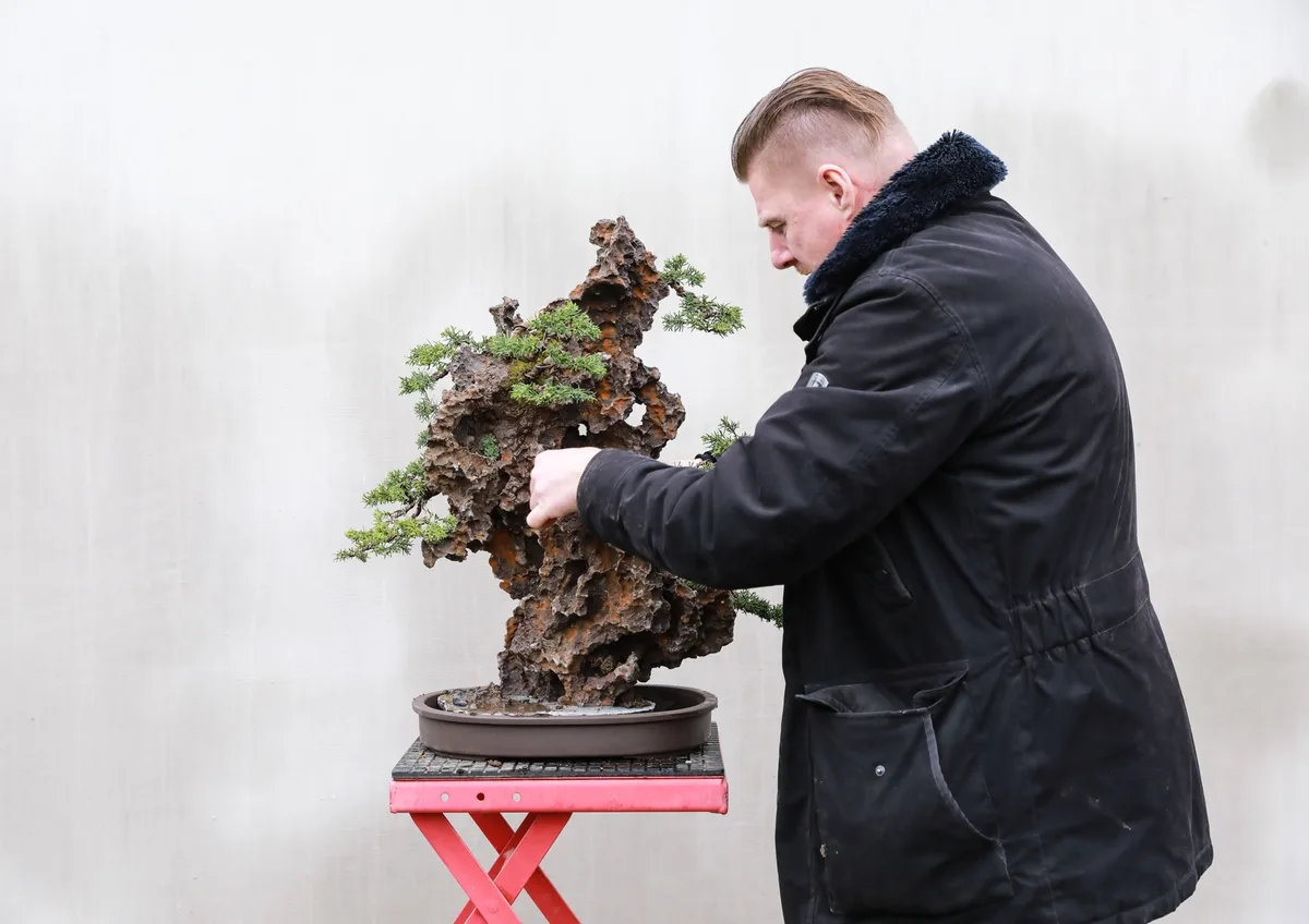At the Bonsai Kreativ workshop with Josef Burschl: Hands at work on a juniper on a rock composition, with defined foliage pads.