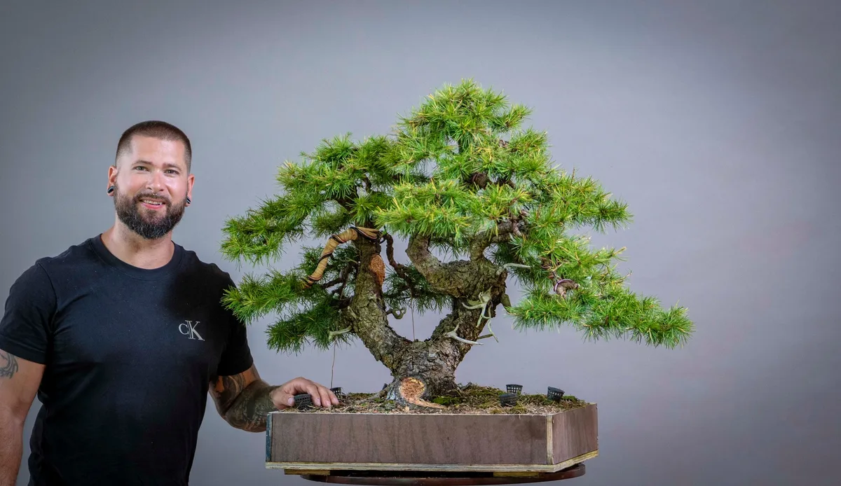 Beim Bonsai-Kreativ-Workshop mit Yannick Kiggen: Bearbeitung einer Lärche mit mehreren Stämmen und dichter Krone.