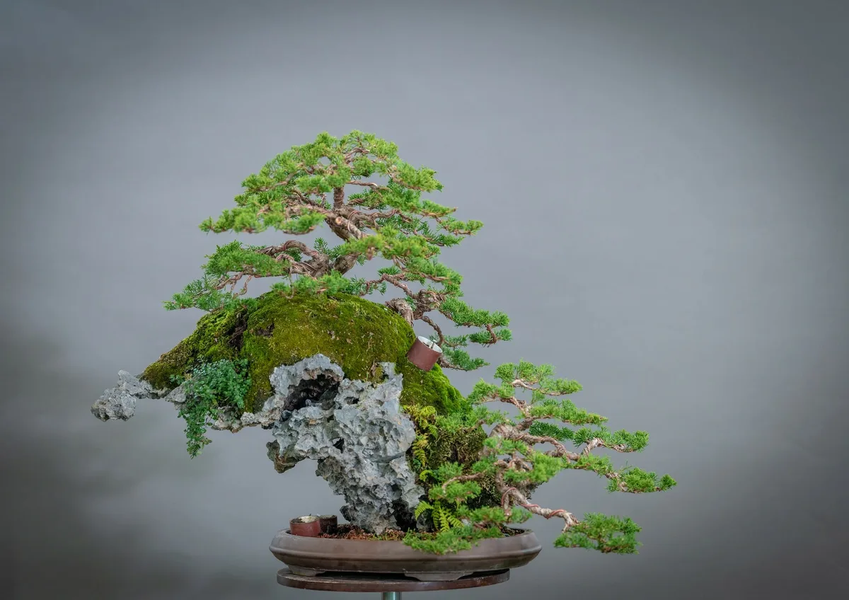Beim Bonsai-Kreativ-Workshop mit Yannick Kiggen: Ein Nadelbaum auf einer Felsgestaltung, mit gegliederten Astpolstern.