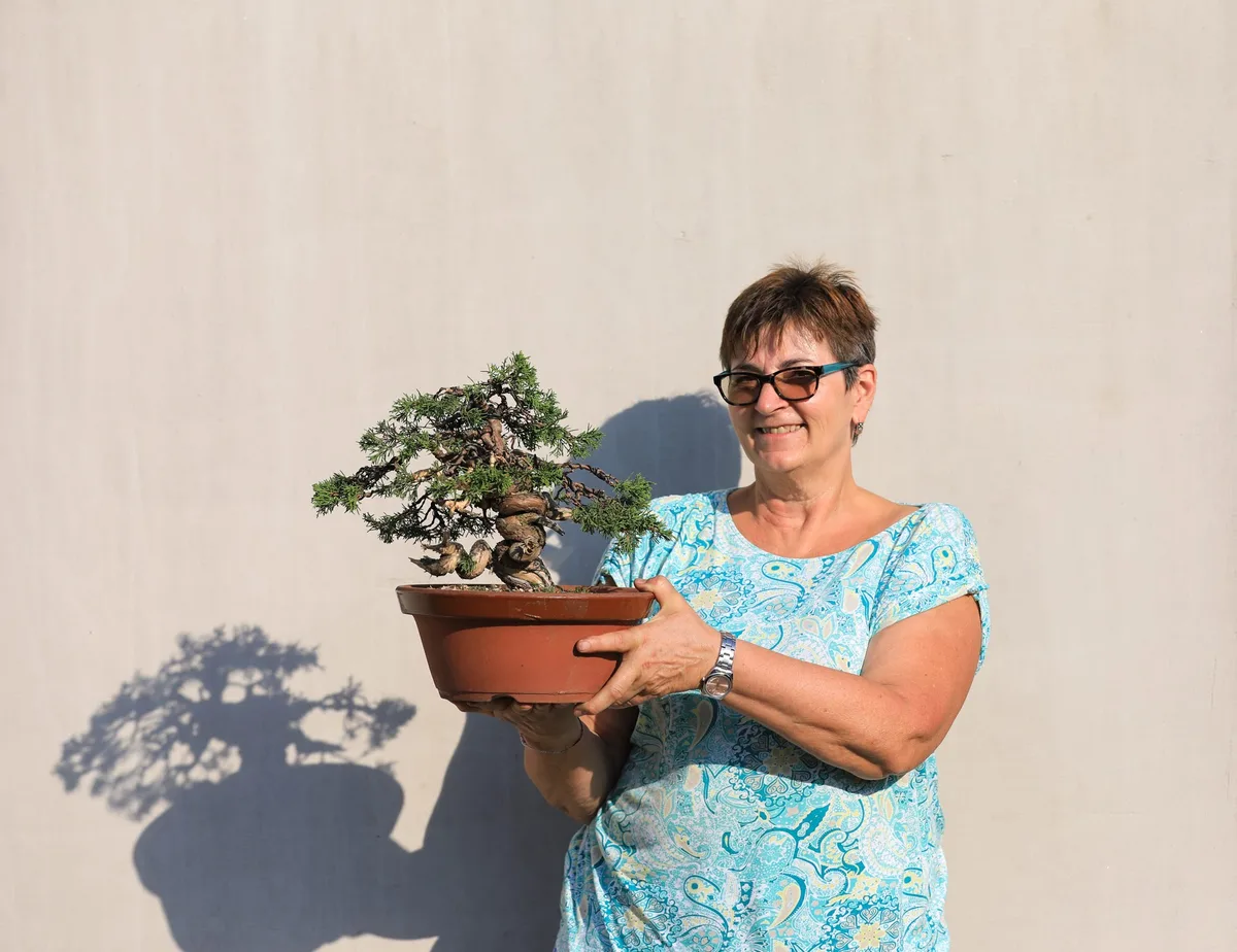 At the Bonsai Kreativ workshop with Josef Burschl: Workshop work on a conifer in a small format, with a curved trunk.