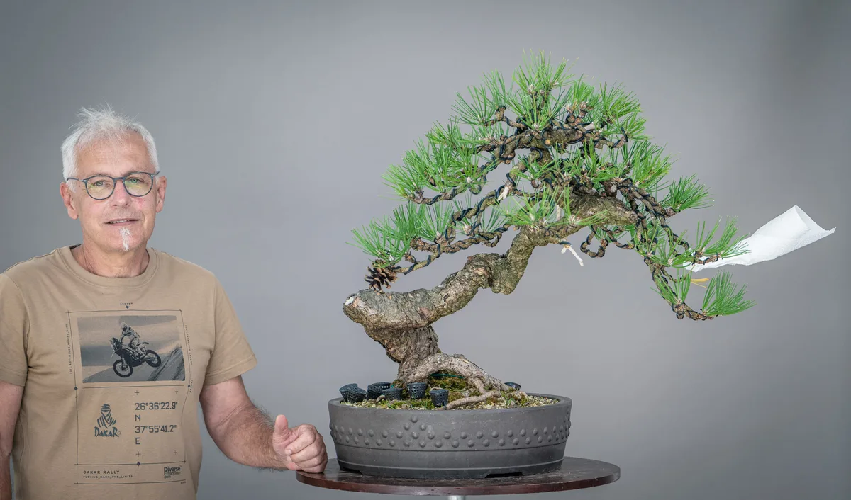 A workshop participant works on a pine with a curved trunk and wired crown.