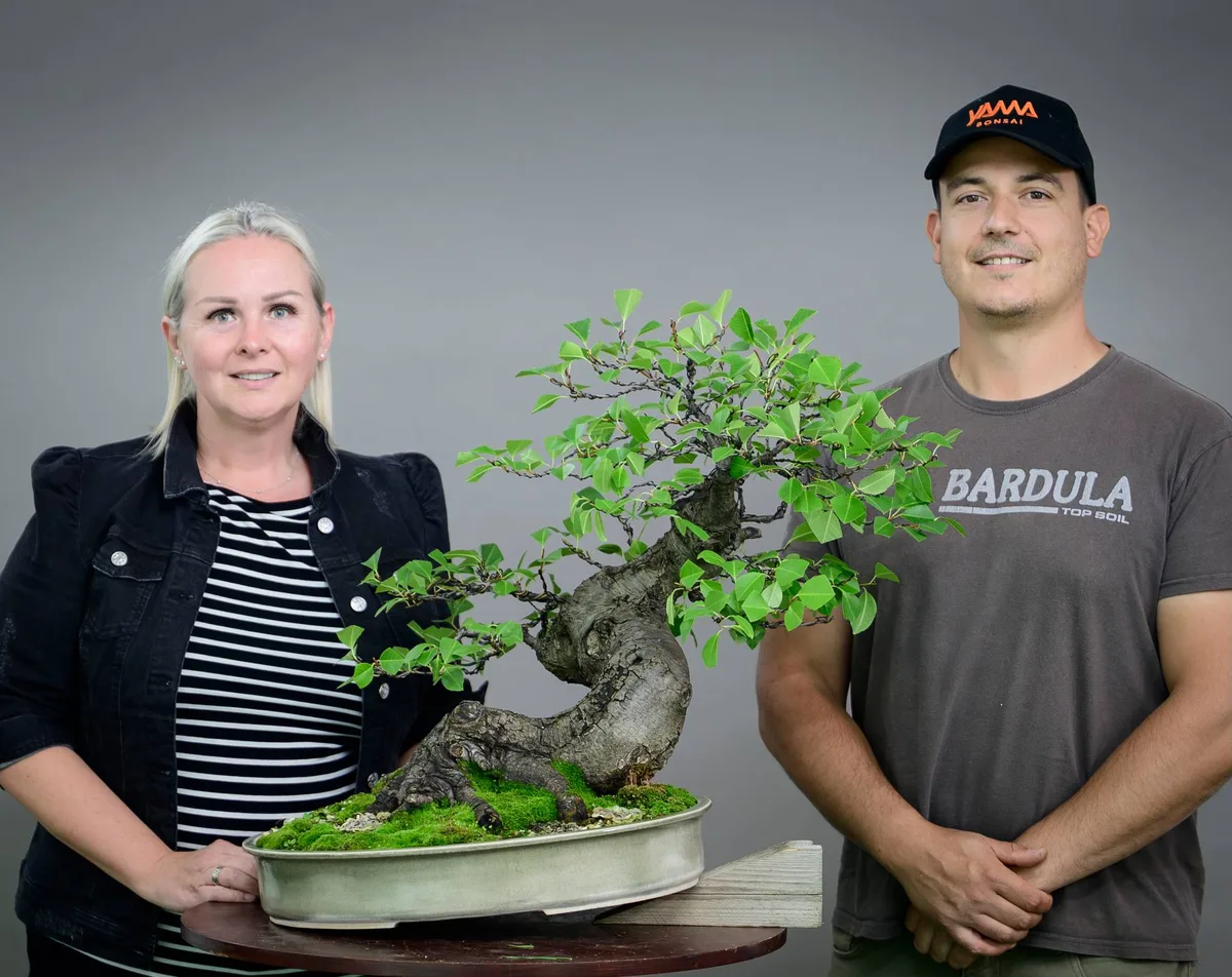 Beim Bonsai-Kreativ-Workshop mit Yannick Kiggen: Bearbeitung eines Laubbaums mit kräftigem Stamm und belaubter Krone.